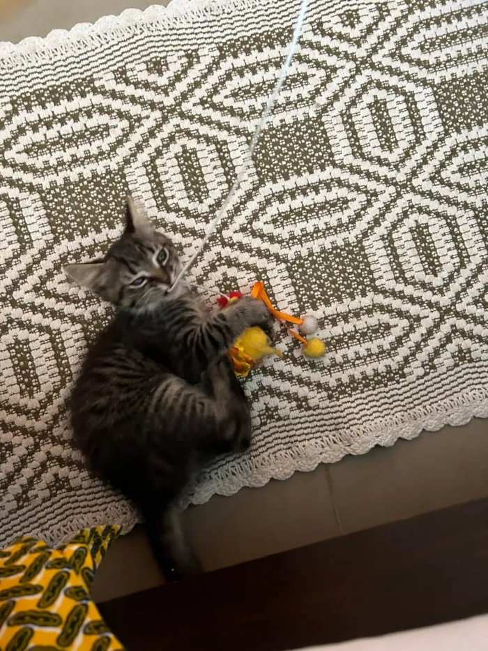 Gato ra a SRD-ViraLata idade 2 a 6 meses nome Joana