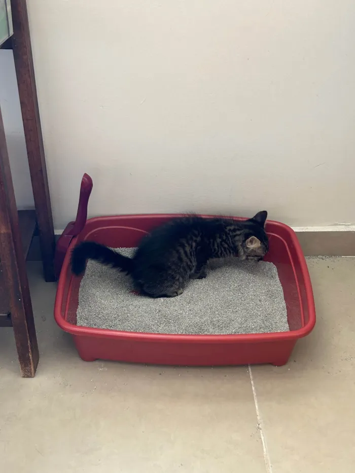 Gato ra a SRD-ViraLata idade 2 a 6 meses nome Joana