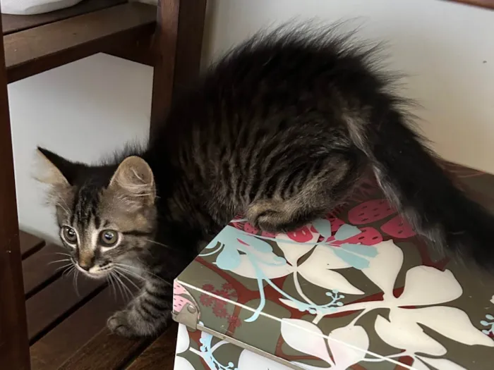 Gato ra a SRD-ViraLata idade 2 a 6 meses nome Joana