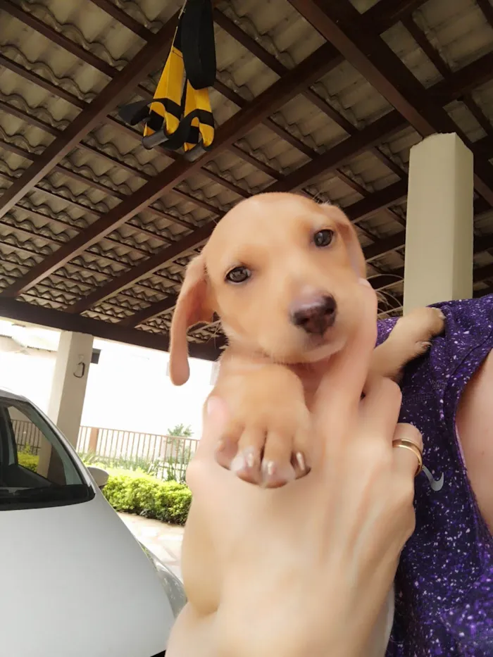 Cachorro ra a SRD-ViraLata idade 2 a 6 meses nome Mel
