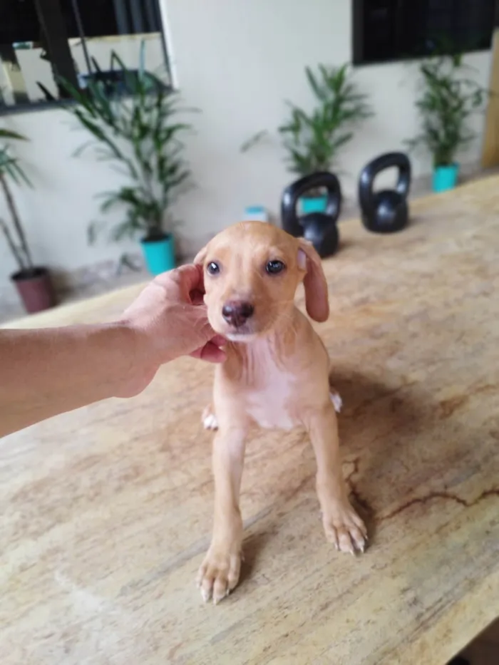 Cachorro ra a SRD-ViraLata idade 2 a 6 meses nome Mel