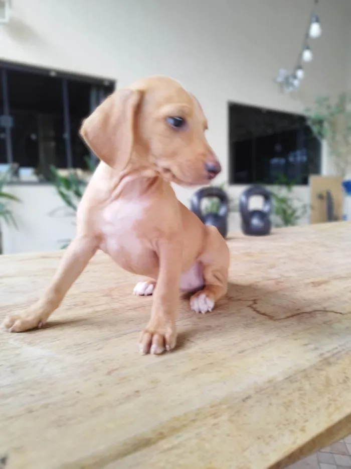 Cachorro ra a SRD-ViraLata idade 2 a 6 meses nome Mel