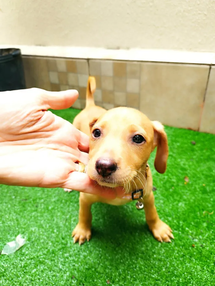 Cachorro ra a SRD-ViraLata idade 2 a 6 meses nome Mel