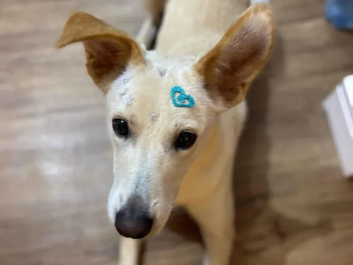 Cachorro ra a Vira lata idade 2 anos nome Flor