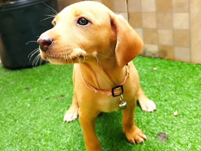Cachorro ra a SRD-ViraLata idade 2 a 6 meses nome Mel