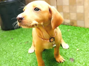 Cachorro raça SRD-ViraLata idade 2 a 6 meses nome Mel