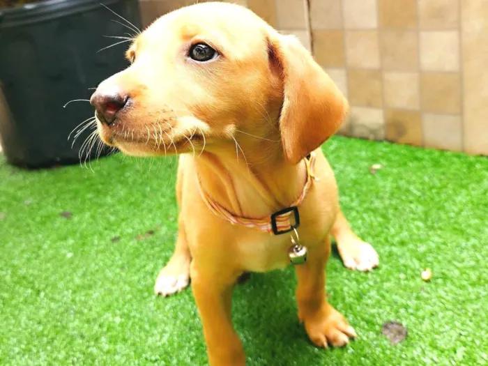 Cachorro ra a SRD-ViraLata idade 2 a 6 meses nome Mel
