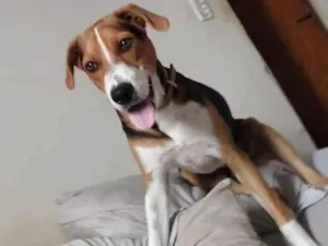 Cachorro raça SRD-ViraLata idade 7 a 11 meses nome Rambo