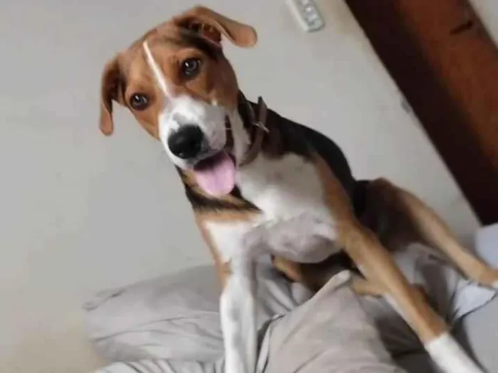 Cachorro ra a SRD-ViraLata idade 7 a 11 meses nome Rambo