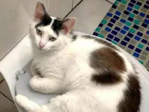 Gato raça SRD-ViraLata idade 1 ano nome Chiclete