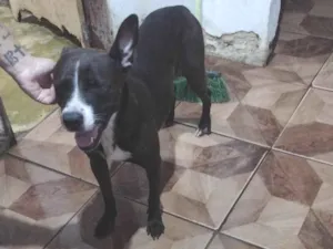 Cachorro raça Husky + Pit Bull  idade 2 anos nome Shuri 