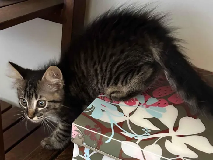 Gato ra a SRD-ViraLata idade 2 a 6 meses nome Joana
