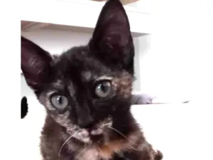 Gato raça Indefinida idade 2 a 6 meses nome Sem nome 