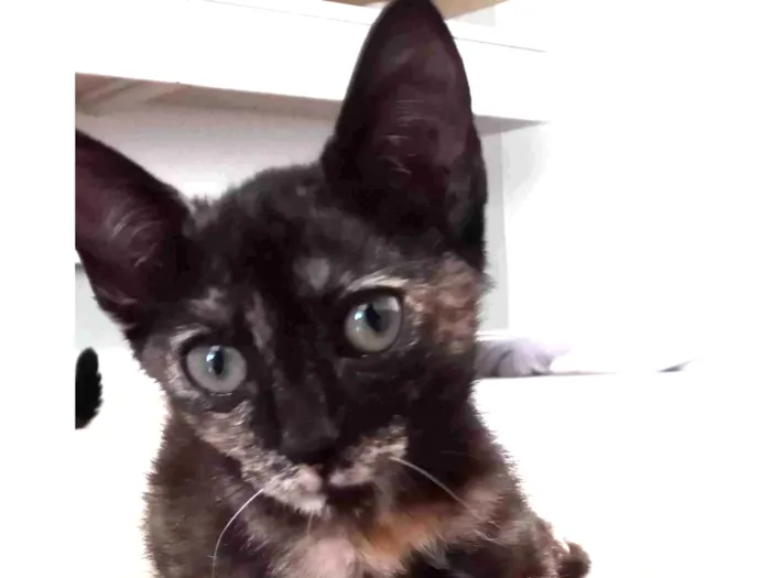 Gato raça Indefinida idade 2 a 6 meses nome Sem nome 