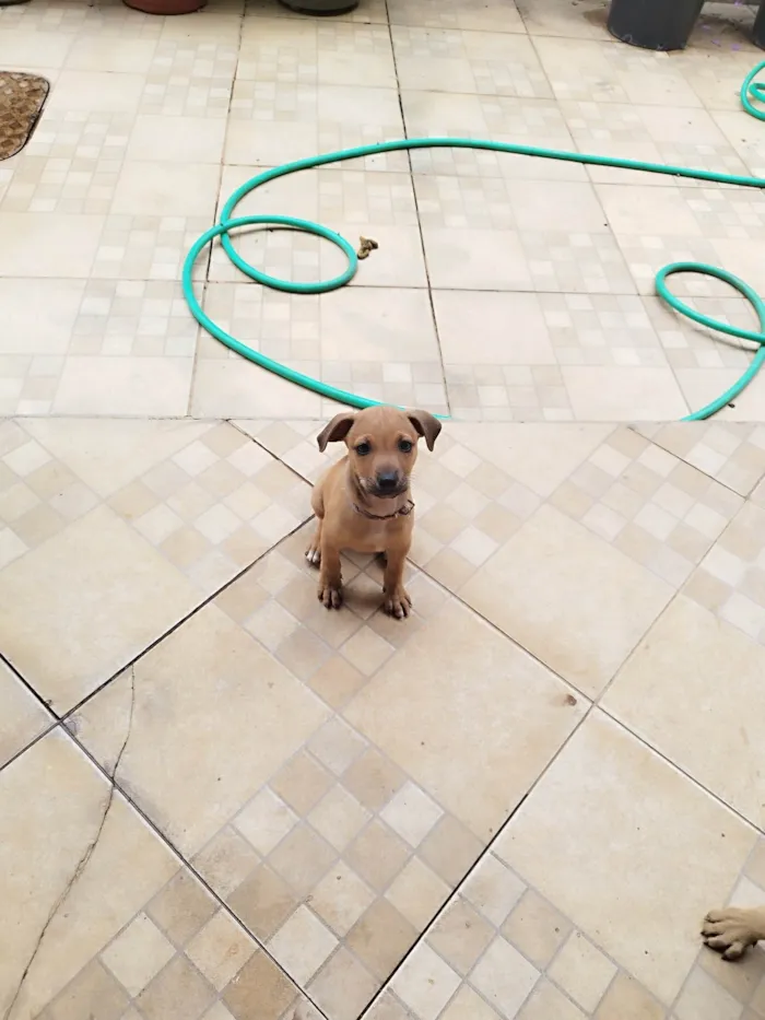 Cachorro ra a SRD-ViraLata idade 2 a 6 meses nome Dengo