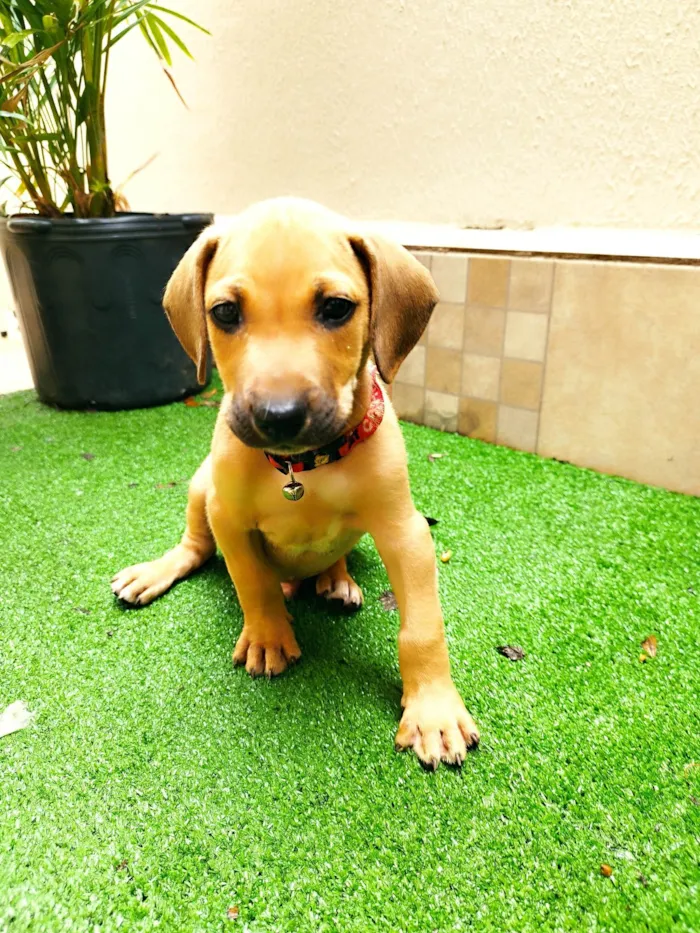 Cachorro ra a SRD-ViraLata idade 2 a 6 meses nome Dengo