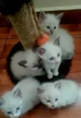 Lumi e filhos 