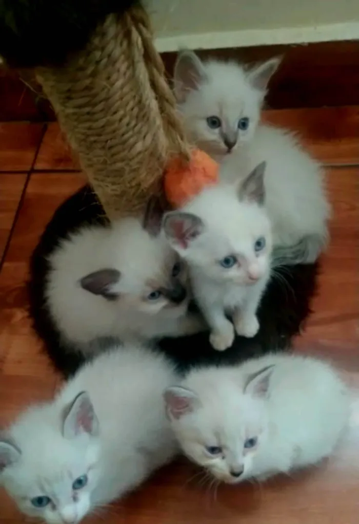 Gato ra a Siamês idade 1 ano nome Lumi e filhos 