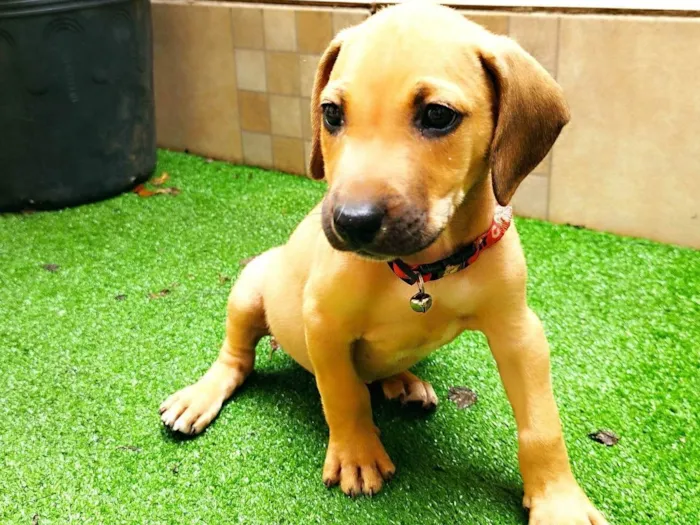 Cachorro ra a SRD-ViraLata idade 2 a 6 meses nome Dengo