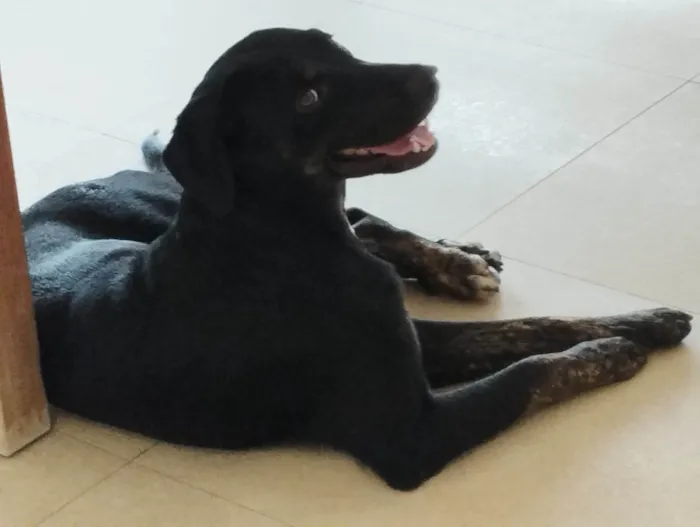 Cachorro ra a Labrador (acho) idade 1 ano nome Trovão 
