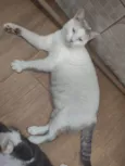 Ralphi