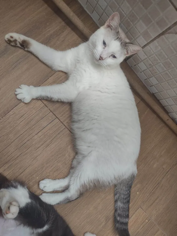 Gato ra a SRD-ViraLata idade 1 ano nome Ralphi