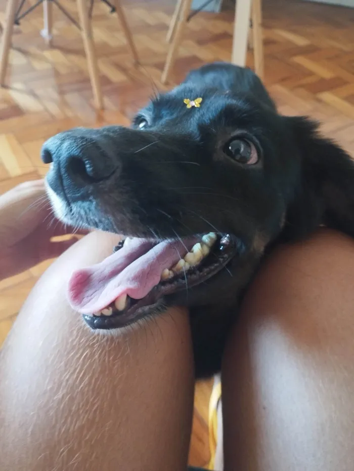 Cachorro ra a SRD-ViraLata idade 6 ou mais anos nome Xonada 