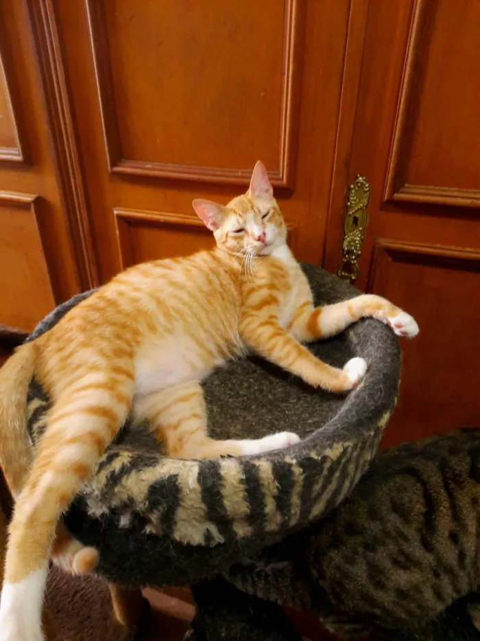 Gato ra a SRD-ViraLata idade 7 a 11 meses nome Sirius