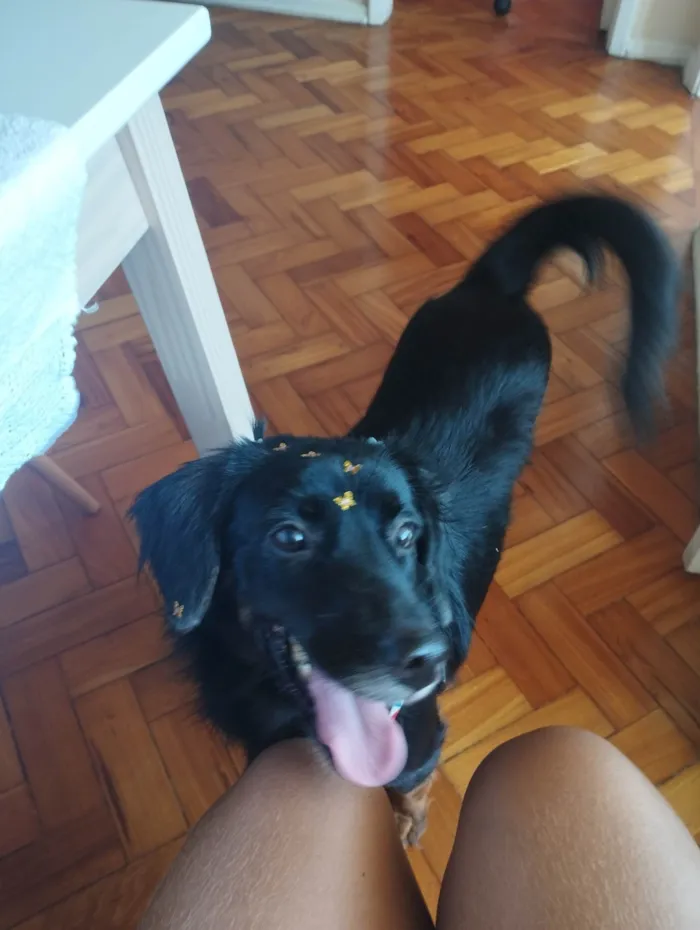 Cachorro ra a SRD-ViraLata idade 6 ou mais anos nome Xonada 