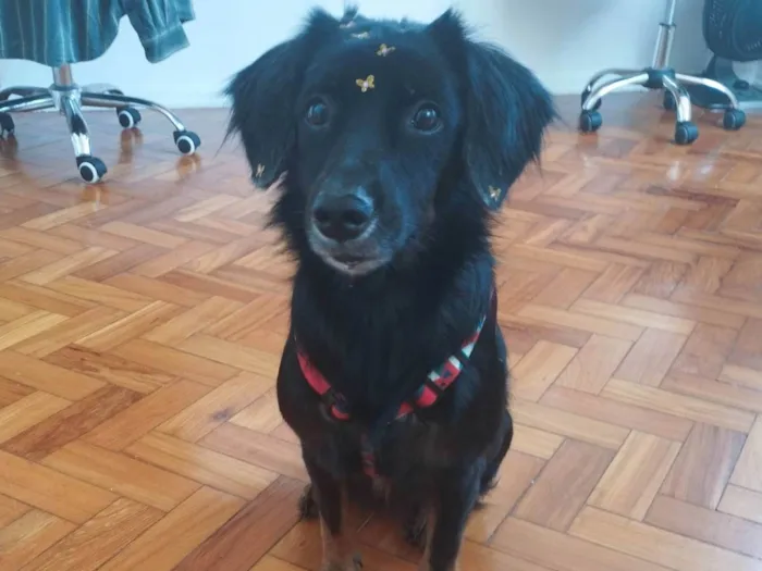 Cachorro ra a SRD-ViraLata idade 6 ou mais anos nome Xonada 