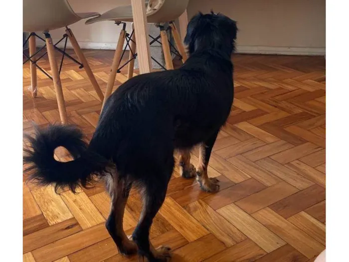 Cachorro ra a SRD-ViraLata idade 6 ou mais anos nome Xonada 