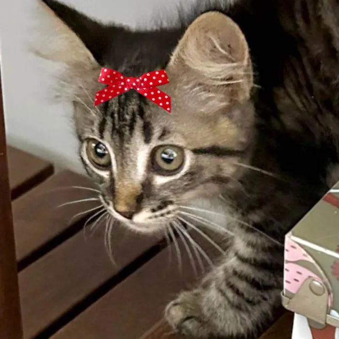 Gato ra a Mestica idade 2 a 6 meses nome Joana 
