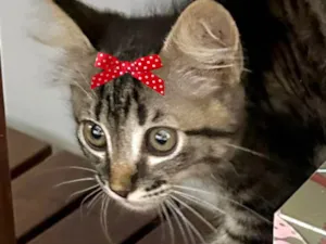 Gato raça Mestica idade 2 a 6 meses nome Joana 