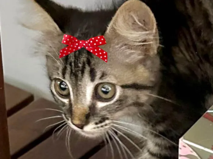 Gato ra a Mestica idade 2 a 6 meses nome Joana 