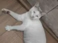 Ralphi
