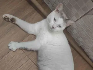Gato raça SRD-ViraLata idade 1 ano nome Ralphi