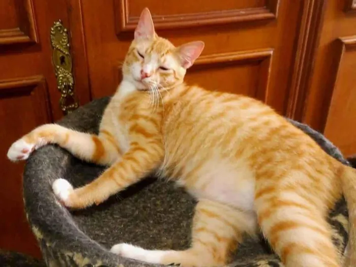 Gato ra a SRD-ViraLata idade 7 a 11 meses nome Sirius