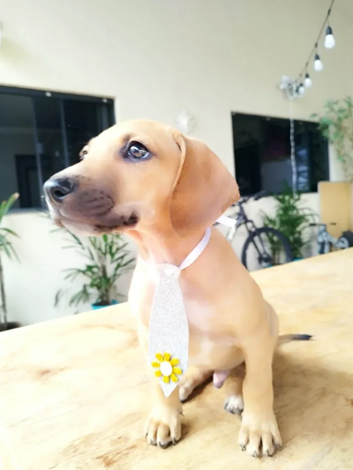 Cachorro ra a SRD-ViraLata idade 2 a 6 meses nome Dengo