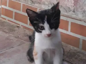 Gato raça SRS idade 2 a 6 meses nome Filhote de Ruth