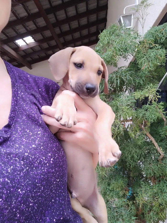 Cachorro ra a SRD-ViraLata idade 2 a 6 meses nome Violeta 