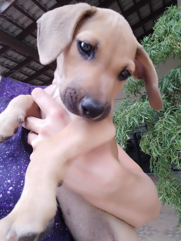 Cachorro ra a SRD-ViraLata idade 2 a 6 meses nome Violeta 