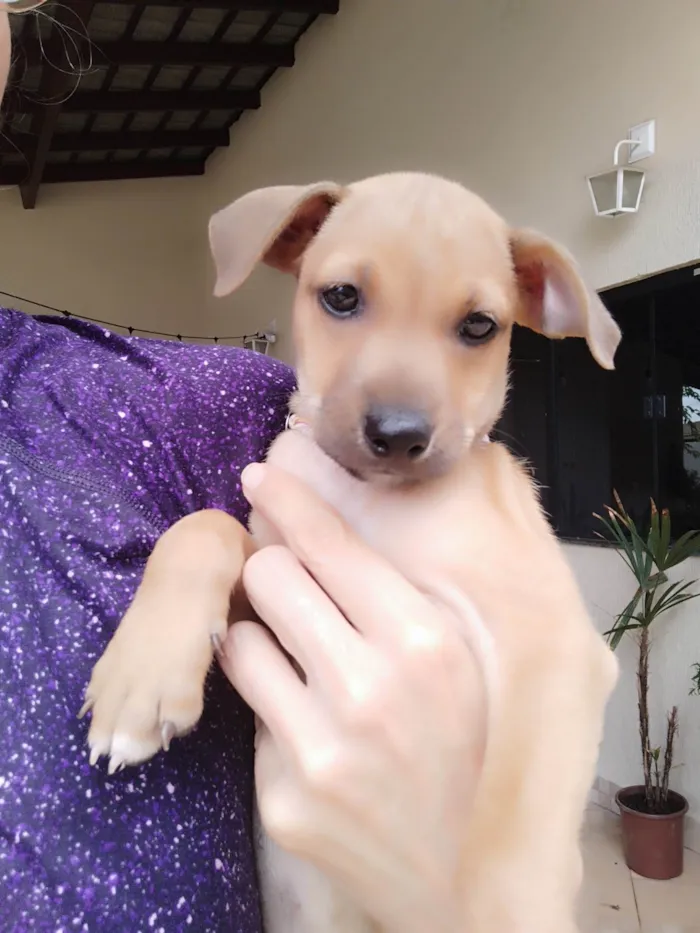 Cachorro ra a SRD-ViraLata idade 2 a 6 meses nome Violeta 