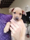 Violeta