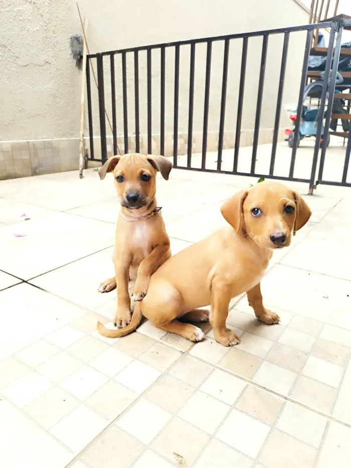 Cachorro ra a SRD-ViraLata idade 2 a 6 meses nome Violeta 
