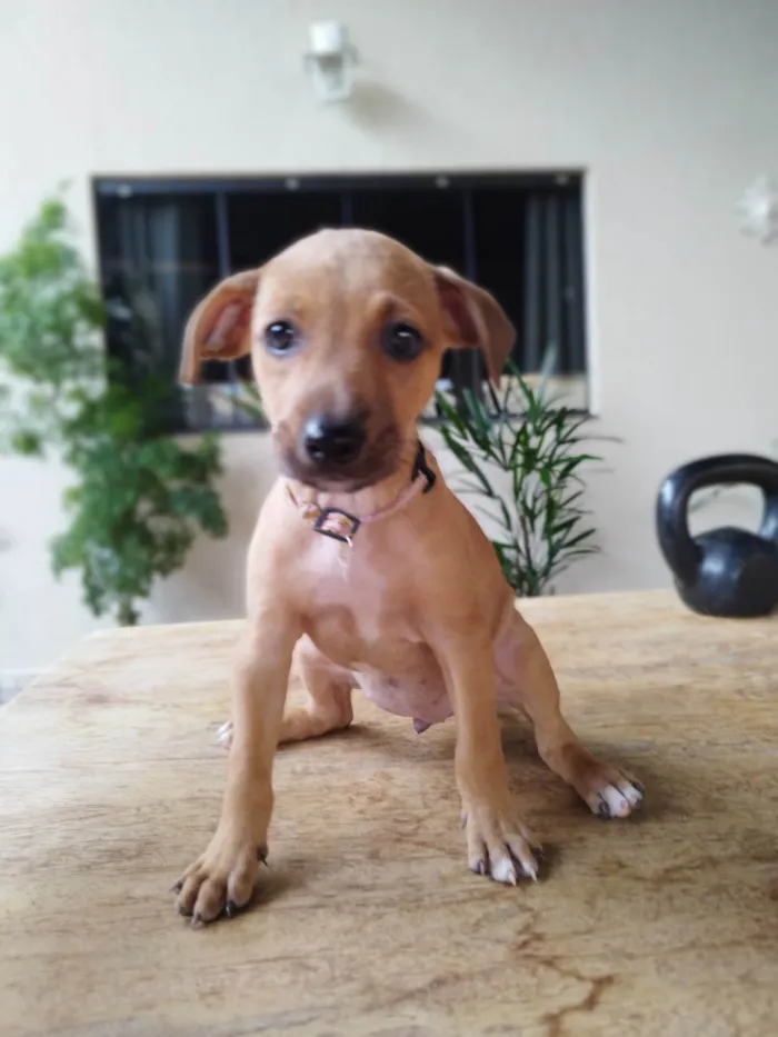 Cachorro ra a SRD-ViraLata idade 2 a 6 meses nome Violeta 
