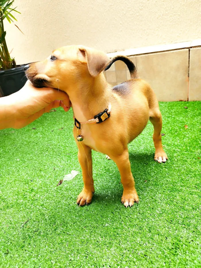 Cachorro ra a SRD-ViraLata idade 2 a 6 meses nome Violeta 