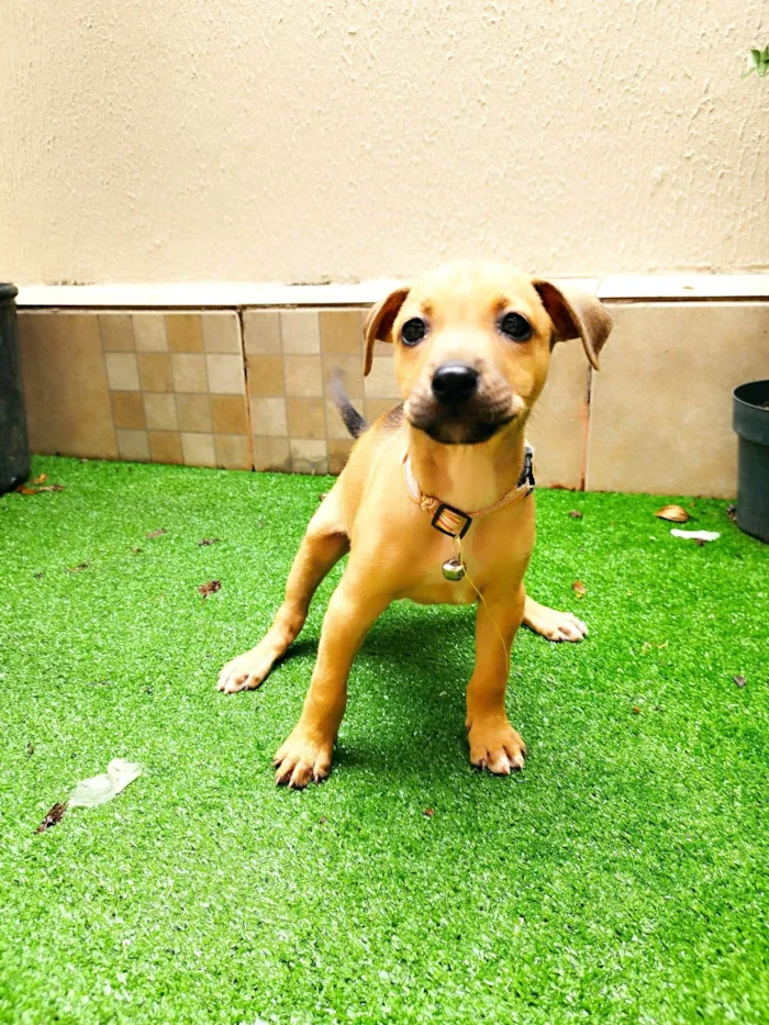 Cachorro ra a SRD-ViraLata idade 2 a 6 meses nome Violeta 
