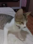 Nininha