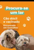 Cachorro raça Yorkshire idade 6 ou mais anos nome Nelson