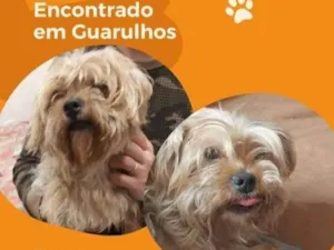 Cachorro raça Yorkshire idade 6 ou mais anos nome Nelson